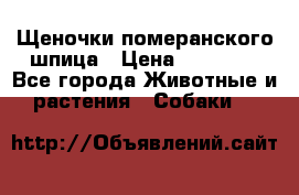 Щеночки померанского шпица › Цена ­ 25 000 - Все города Животные и растения » Собаки   